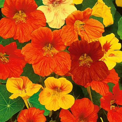 Lichořeřišnice nízká směs barev - Kapucínka - Tropaeolum majus nanum - semena - 10 ks