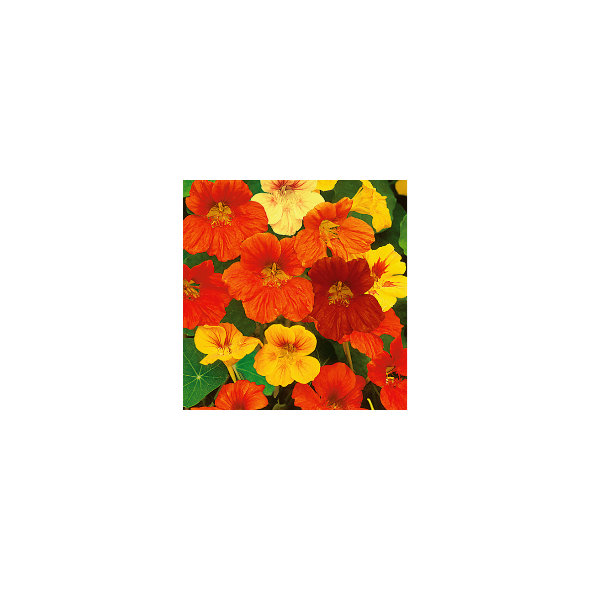 Lichořeřišnice nízká směs barev - Kapucínka - Tropaeolum majus nanum - semena - 10 ks