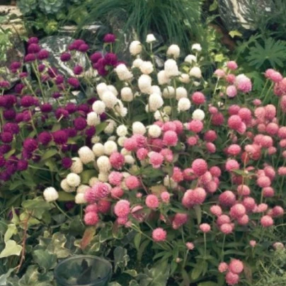 Pestrovka kulovitá směs barev - Gomphrena globosa - semena - 35 ks