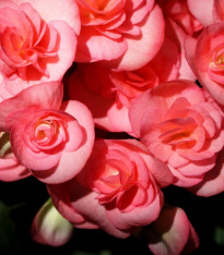 Begonie Nonstop růžová - Begonia tuberhybrida - cibuloviny - 2 ks