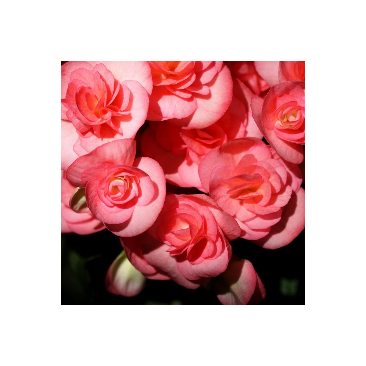 Begonie Nonstop růžová - Begonia tuberhybrida - cibuloviny - 2 ks