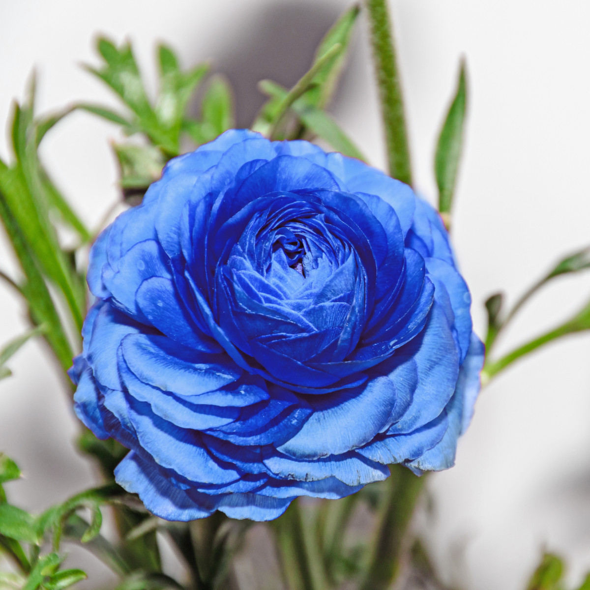 Pryskyřník plnokvětý modrý - Ranunculus asiaticus - cibuloviny - 3 ks