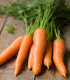 BIO Mrkev Robila - Daucus carota - bio semena - 200 ks