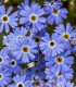 Všelicha iberkolistá Bravo modrá s okem - Brachyscome iberidifolia - semena - 500 ks