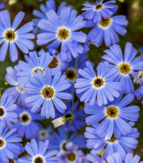 Všelicha iberkolistá Bravo modrá s okem - Brachyscome iberidifolia - semena - 500 ks