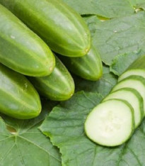 BIO Okurka salátová Persika - Cucumis sativus - bio semena - 10 ks