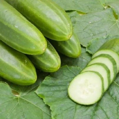 BIO Okurka salátová Persika - Cucumis sativus - bio semena - 10 ks