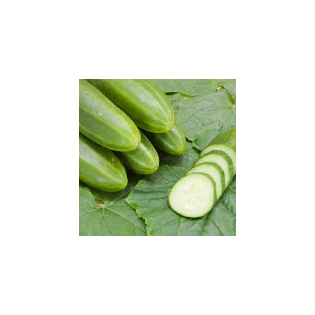 BIO Okurka salátová Persika - Cucumis sativus - bio semena - 10 ks