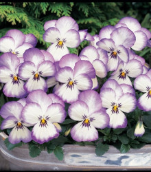 Violka rohatá Sorbet xp Rose - Viola cornuta - semena - 20 ks