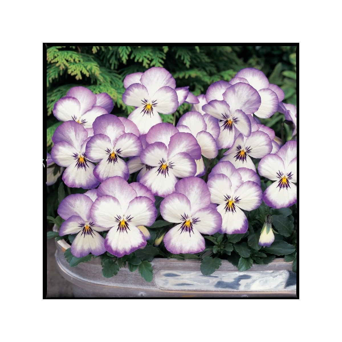 Violka rohatá Sorbet xp Rose - Viola cornuta - semena - 20 ks