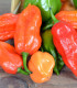 Paprika Habanada - Capsicum Chinense - semena - 10 ks