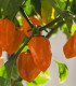 Paprika Habanada - Capsicum Chinense - semena - 10 ks
