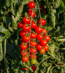 Rajče keříčkové Gartenperle - Solanum lycopersicum - semena - 10 ks