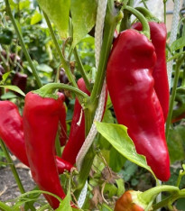 Paprika Marconi Red - Capsicum Annuum - semena - 10 ks