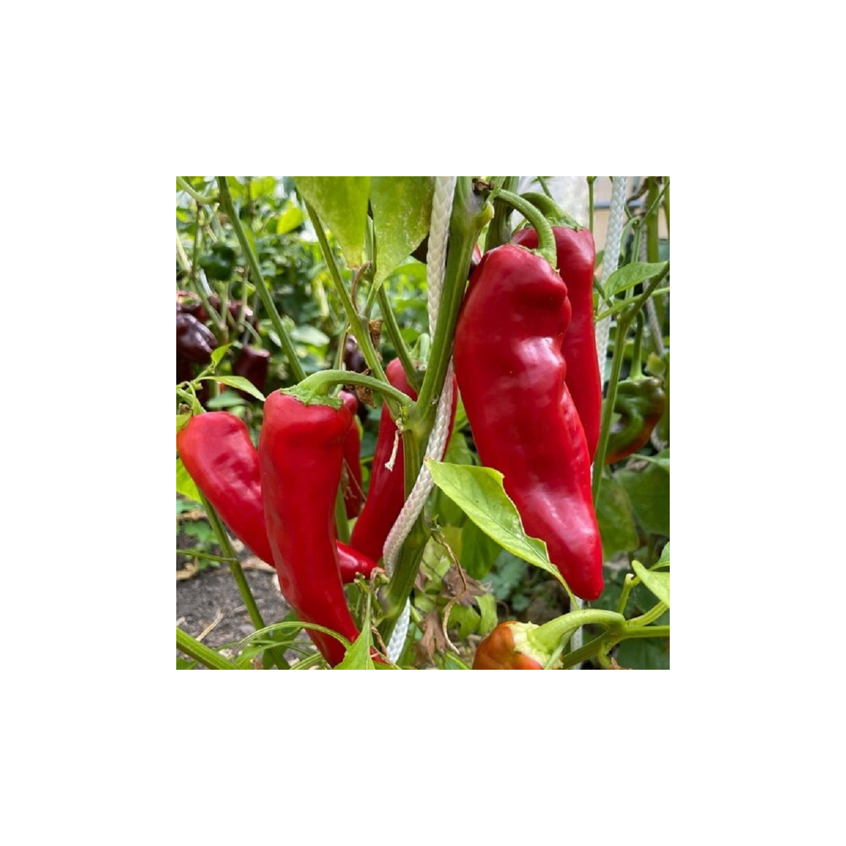Paprika Marconi Red - Capsicum Annuum - semena - 10 ks