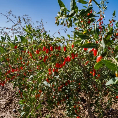 BIO Kustovnice čínská - Lycium chinense - bio semena - 5 ks