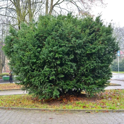 Tis červený - Taxus baccata - semena - 5 ks