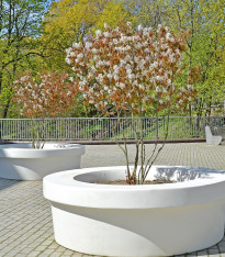 Muchovník kanadský - Amelanchier canadensis - semena - 10 ks