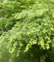 Javor japonský zelený - Acer palmatum - semena - 5 ks