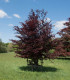 Buk lesní Atropurpurea - Fagus sylvatica atropurpurea - semena - 7 ks