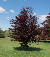 Buk lesní Atropurpurea - Fagus sylvatica atropurpurea - semena - 7 ks