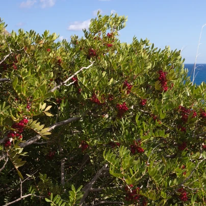 Pistácie lentišek - Pistacia lentiscus - semena - 6 ks