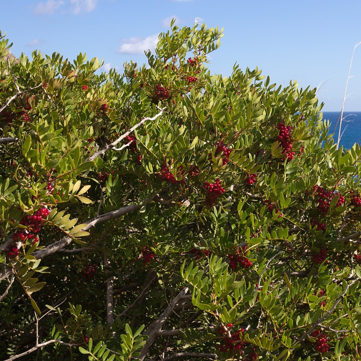 Pistácie lentišek - Pistacia lentiscus - semena - 6 ks