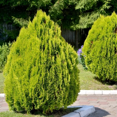 Túje orientální - Platycladus orientalis - semena - 20 ks