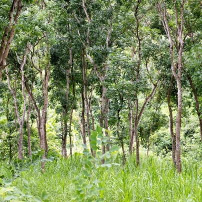 Mahagon - Swietenia mahagoni - semena - 5 ks