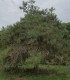 Borovice čínská - Pinus tabuliformis - semena - 15 ks