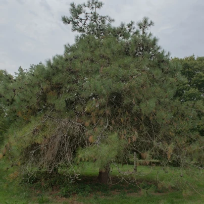 Borovice čínská - Pinus tabuliformis - semena - 15 ks