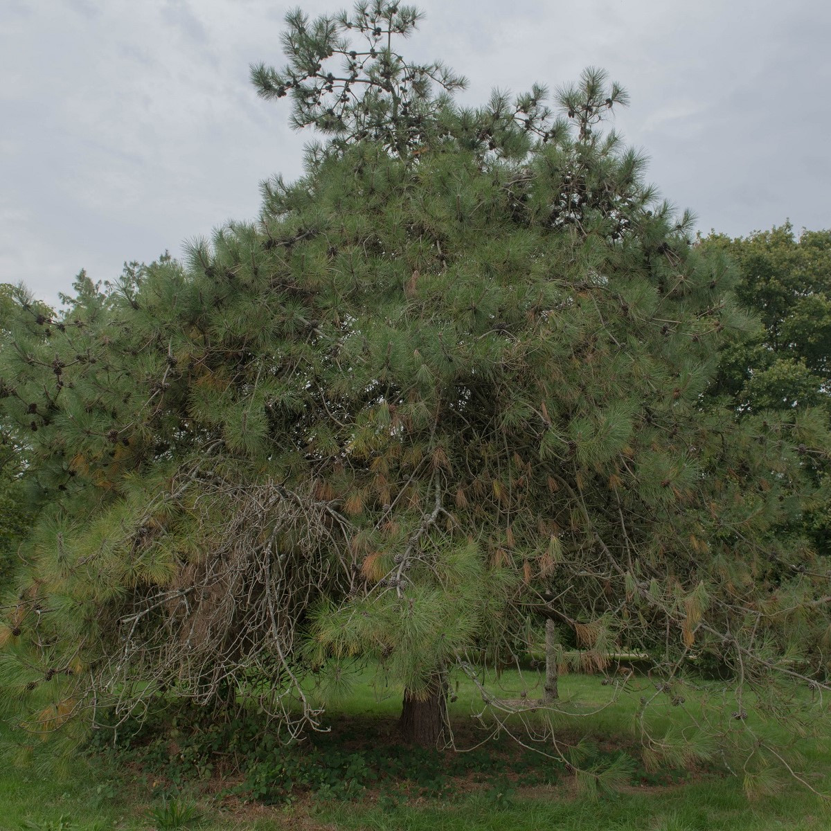 Borovice čínská - Pinus tabuliformis - semena - 15 ks