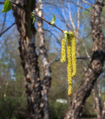 Bříza černá - Betula nigra - semena - 15 ks