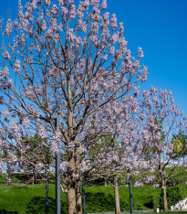 Paulovnie catalpifolia - Paulownia - semena - 15 ks