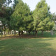 Borovice yunnan - Pinus yunnanensis - semena - 5 ks