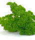 BIO Petržel Mooskrause - Petroselinum Crispum - bio semena - 300 ks