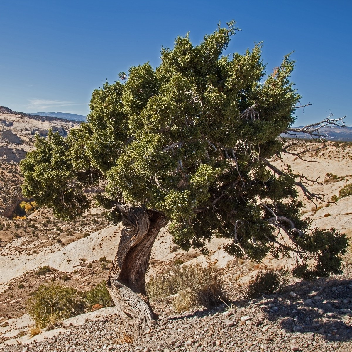 Semena jalovce – Jalovec osteosperma – Juniperus osteosperma