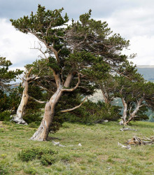 Borovice osinatá - Pinus aristata - semena - 5 ks