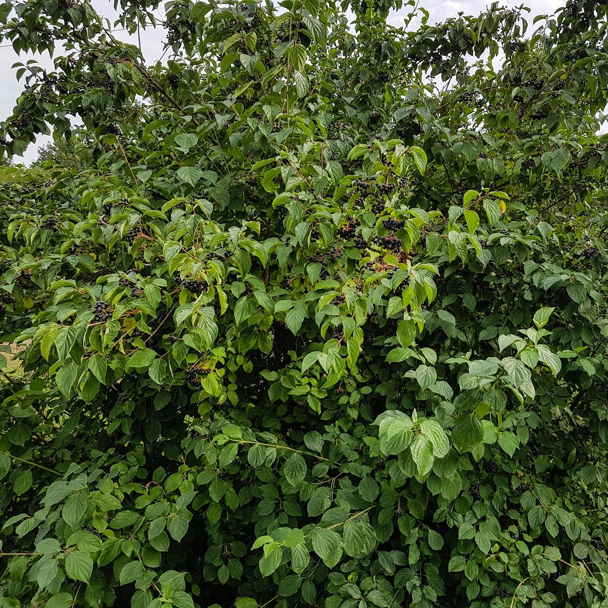 Aronie - Černý jeřáb - Aronia melanocarpa - semena - 7 ks