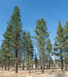 Semena borovice – Borovice těžká – Pinus ponderosa