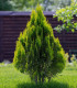 Túje západní - Thuja occidentalis - semena - 18 ks