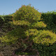 Jilm čínský - Ulmus parvifolia - semena - 10 ks
