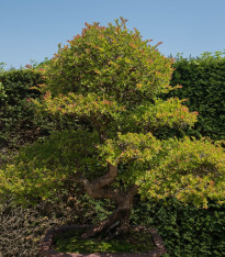 Jilm čínský - Ulmus parvifolia - semena - 10 ks