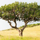 Semena kigélie – Salámový strom – Kigelia pinnata