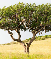 Salámový strom - Kigelia africana - semena - 4 ks