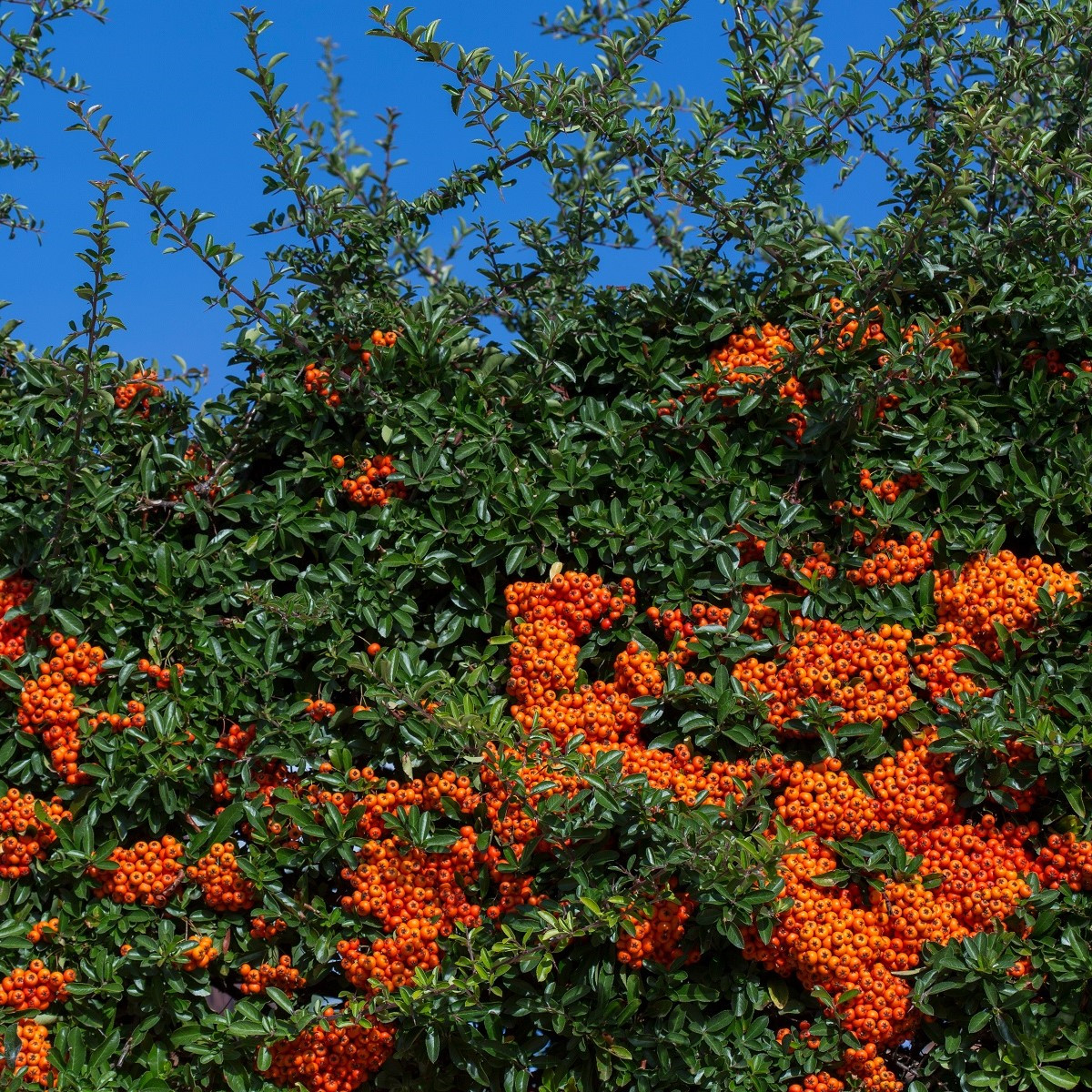 Hlohyně šarlatová - Pyracantha coccinea - semena - 5 ks