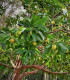 Dilenie indická - Dillenia indica - semena - 12 ks