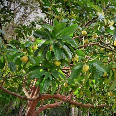 Dilenie indická - Dillenia indica - semena - 12 ks