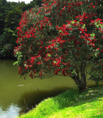 Železnec - Metrosideros excelsa - semena - 7 ks