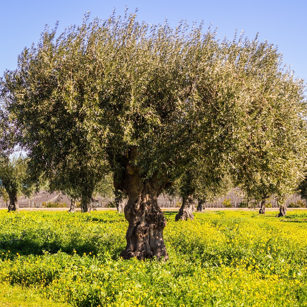 Semena olivovníku – Olivovník evropský – Olea Europeae